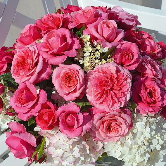 Rose 'Home Florist Timeless' Collection